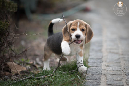 Hundefotografie mit Wau-Effekt