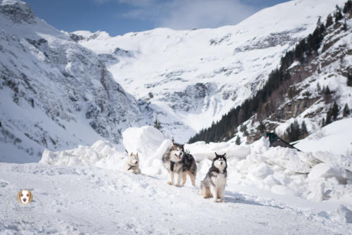 Hundefotografie mit Wau-Effekt