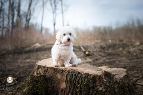 Hundefotografie mit Wau-Effekt