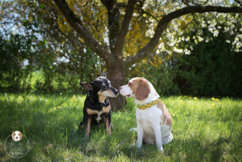 Hundefotografie mit Wau-Effekt