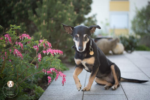 Hundefotografie mit Wau-Effekt