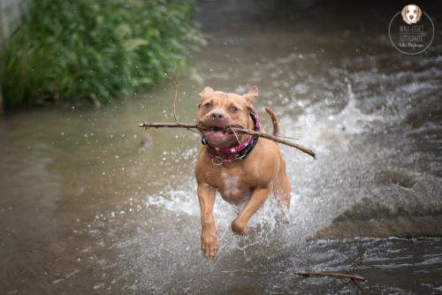 Hundefotografie mit Wau-Effekt