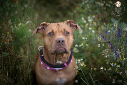 Hundefotografie mit Wau-Effekt