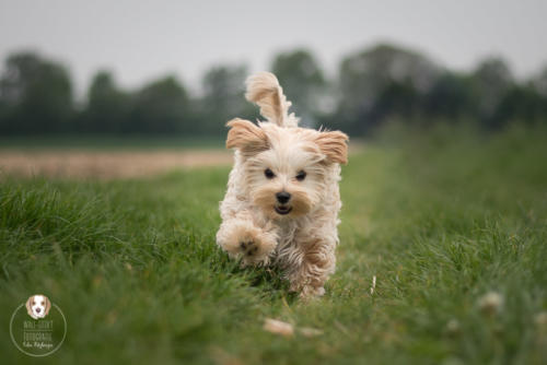 Hundefotografie mit Wau-Effekt