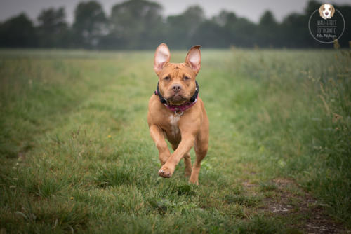 Hundefotografie mit Wau-Effekt