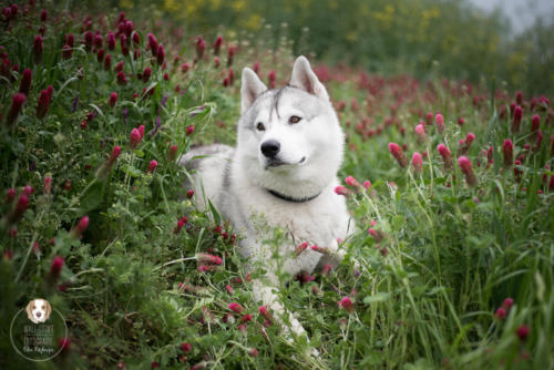 Hundefotografie mit Wau-Effekt