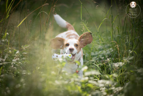 Hundefotografie mit Wau-Effekt