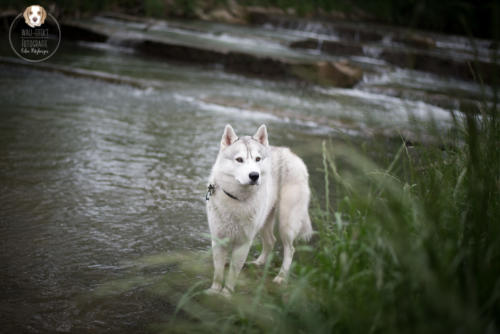 Hundefotografie mit Wau-Effekt