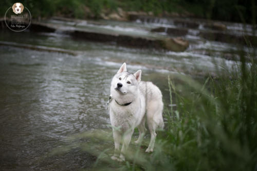 Hundefotografie mit Wau-Effekt