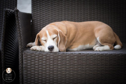 Hundefotografie mit Wau-Effekt