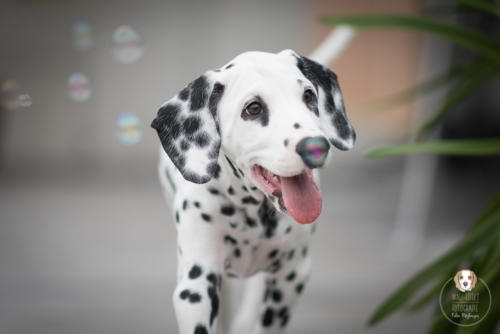 Hundefotografie mit Wau-Effekt