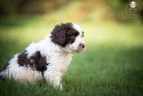 Hundefotografie mit Wau-Effekt