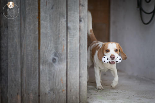 Hundefotografie mit Wau-Effekt