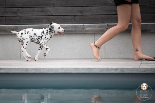 Hundefotografie mit Wau-Effekt