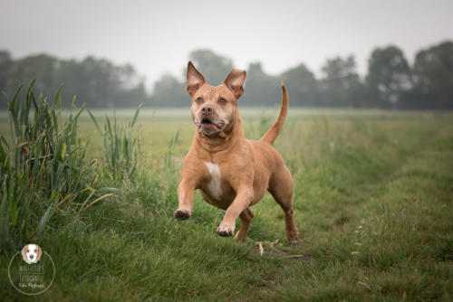 Hundefotografie mit Wau-Effekt