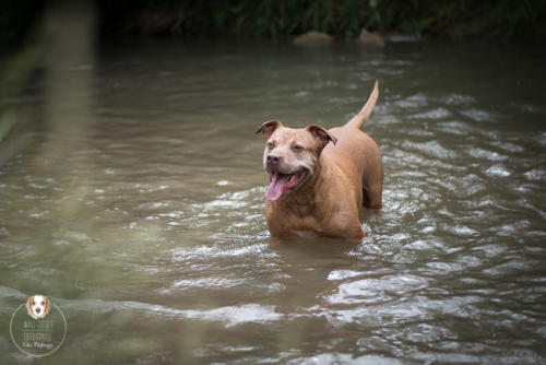 Hundefotografie mit Wau-Effekt