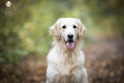 Hundefotografie mit Wau-Effekt