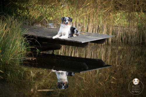 Hundefotografie mit Wau-Effekt