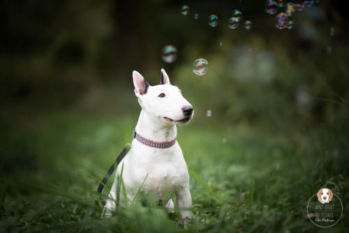 Hundefotografie mit Wau-Effekt