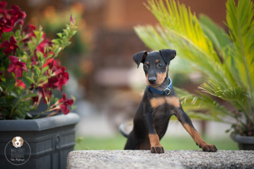 Hundefotografie mit Wau-Effekt