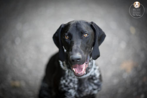 Hundefotografie mit Wau-Effekt