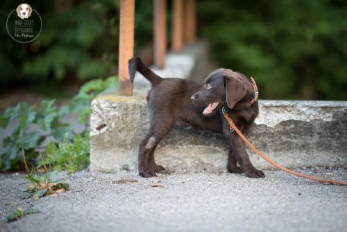 Hundefotografie mit Wau-Effekt