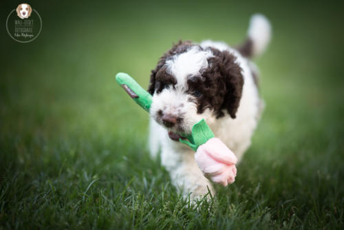 Hundefotografie mit Wau-Effekt