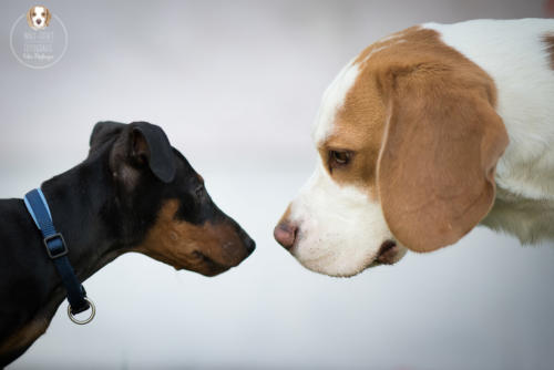 Hundefotografie mit Wau-Effekt