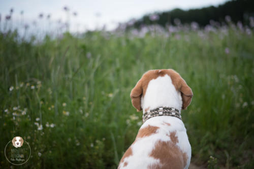 Hundefotografie mit Wau-Effekt