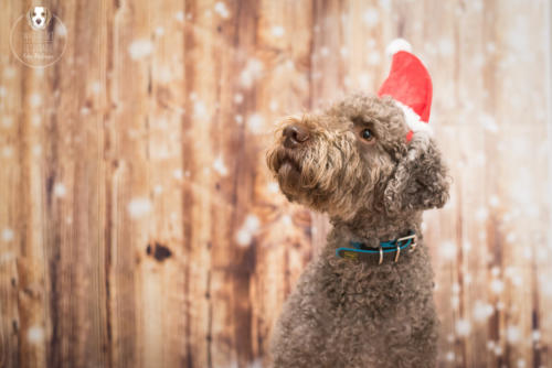 Hundefotografie mit Wau-Effekt