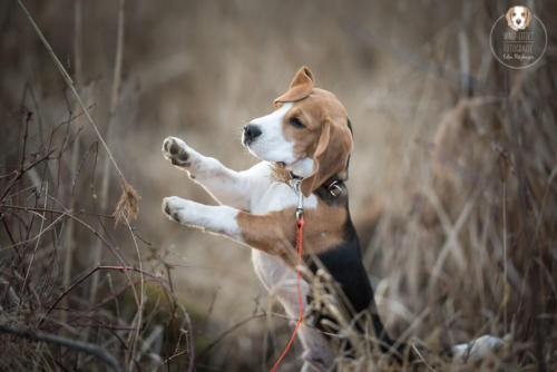 Hundefotografie mit Wau-Effekt