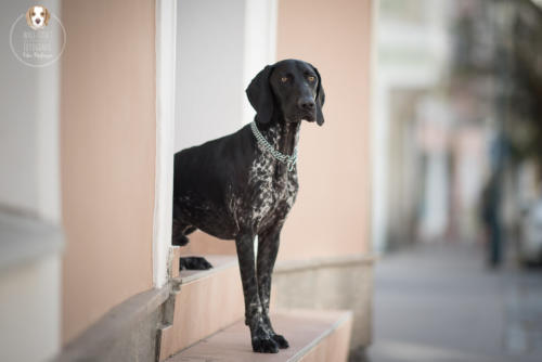 Hundefotografie mit Wau-Effekt