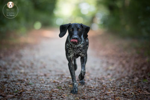 Hundefotografie mit Wau-Effekt