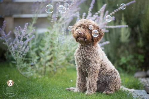 Hundefotografie mit Wau-Effekt