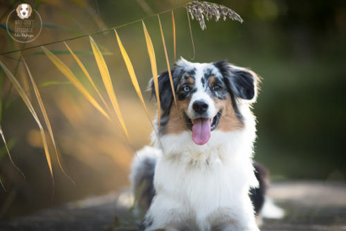 Hundefotografie mit Wau-Effekt