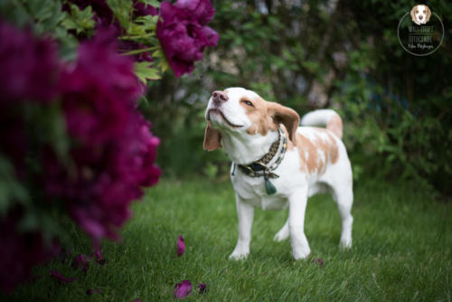 Hundefotografie mit Wau-Effekt