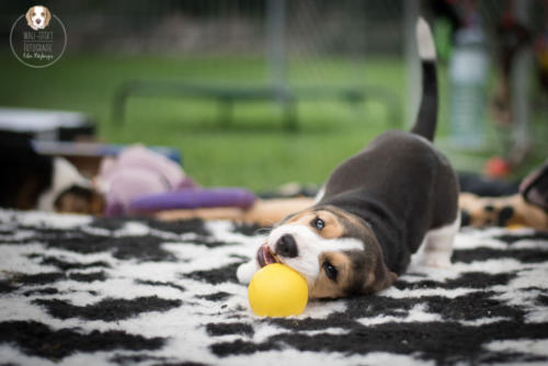 Hundefotografie mit Wau-Effekt