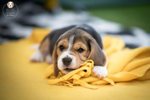 Hundefotografie mit Wau-Effekt