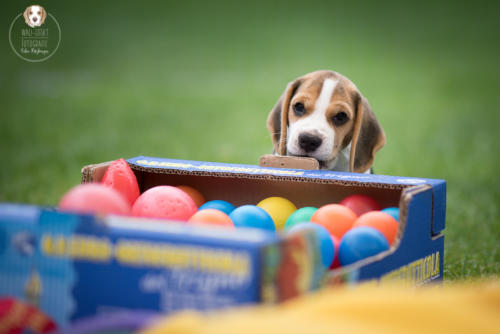 Hundefotografie mit Wau-Effekt