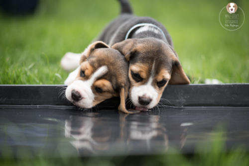 Hundefotografie mit Wau-Effekt