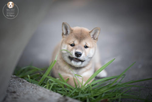 Hundefotografie mit Wau-Effekt