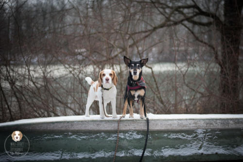 Hundefotografie mit Wau-Effekt