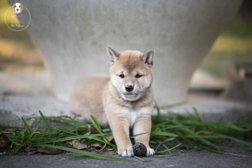 Hundefotografie mit Wau-Effekt