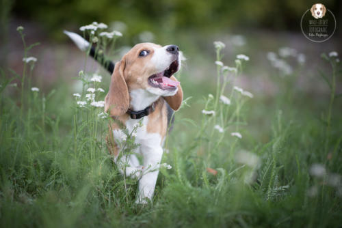 Hundefotografie mit Wau-Effekt