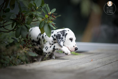 Hundefotografie mit Wau-Effekt