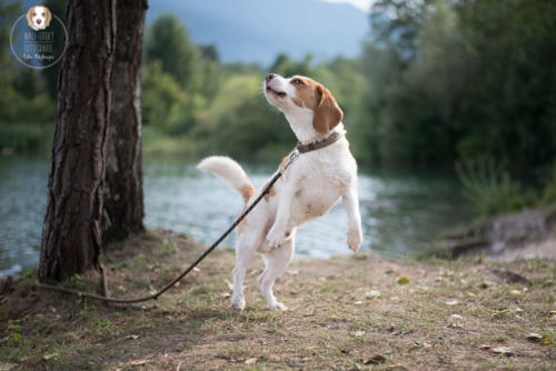 Hundefotografie mit Wau-Effekt