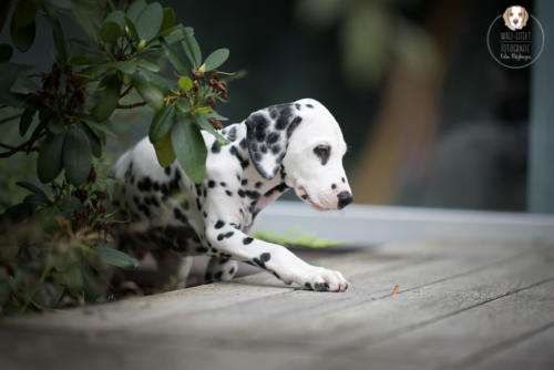 Hundefotografie mit Wau-Effekt