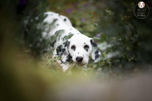 Hundefotografie mit Wau-Effekt