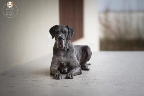 Hundefotografie mit Wau-Effekt