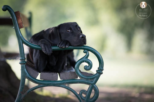 Hundefotografie mit Wau-Effekt